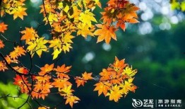 枫丹植物爆料最新消息,神秘植物家族即将亮相，生态画卷再添新彩