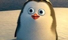 碎嘴企鹅爆料视频,揭秘幕后真相